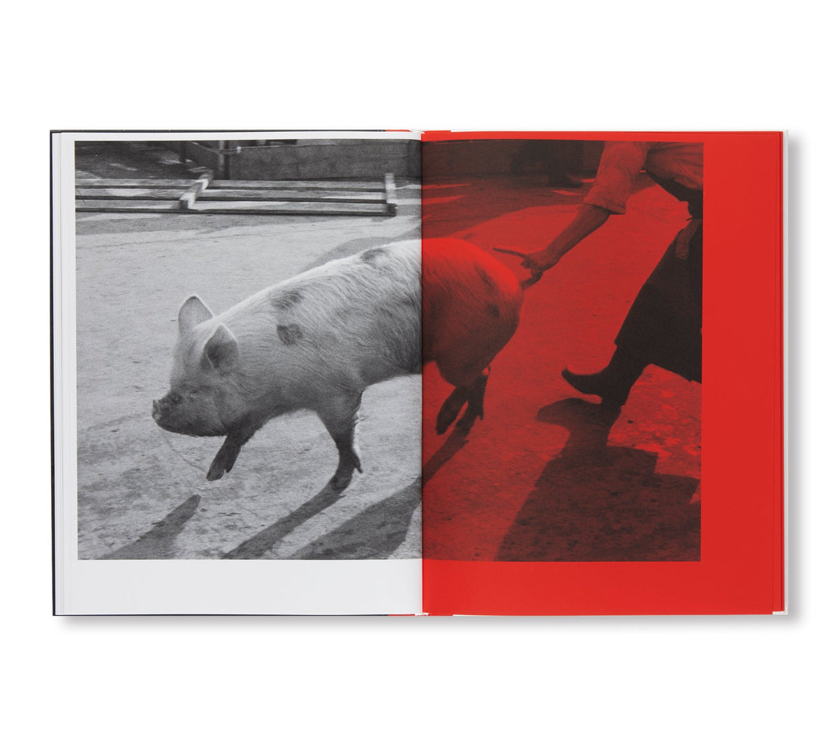 Kill the Pig — Masahisa Fukase — IBASHO & the(M) éditions — 2021