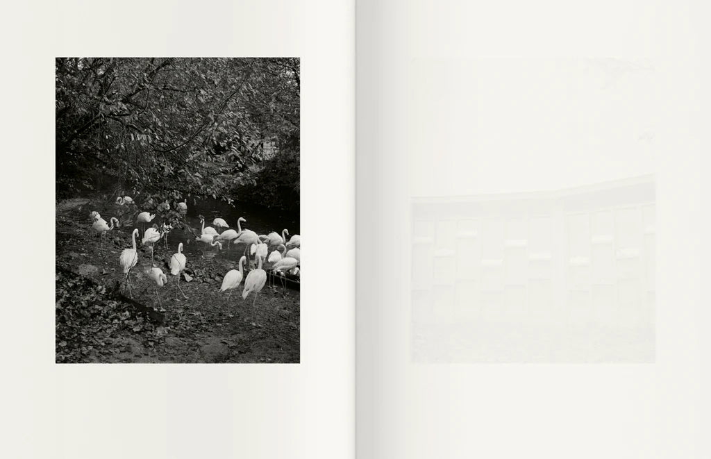 On nous a dit qu'il n'y avait rien et nous sommes allés le chercher — Israel Ariño, con texto de Irma Estrada