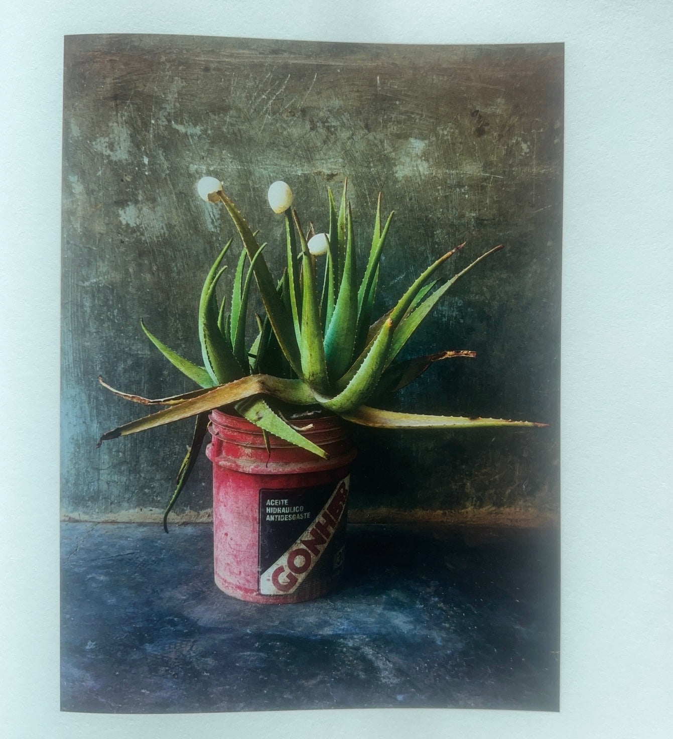 La Cucaracha - Pieter Hugo (Signé; Première édition)