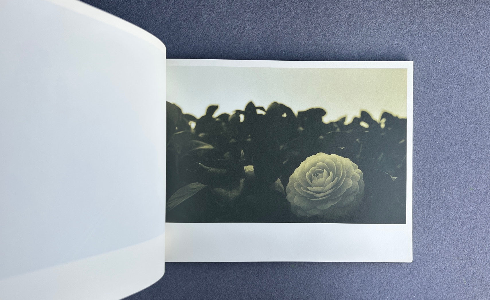 1ā — LA Tomari, primera edición, 2009