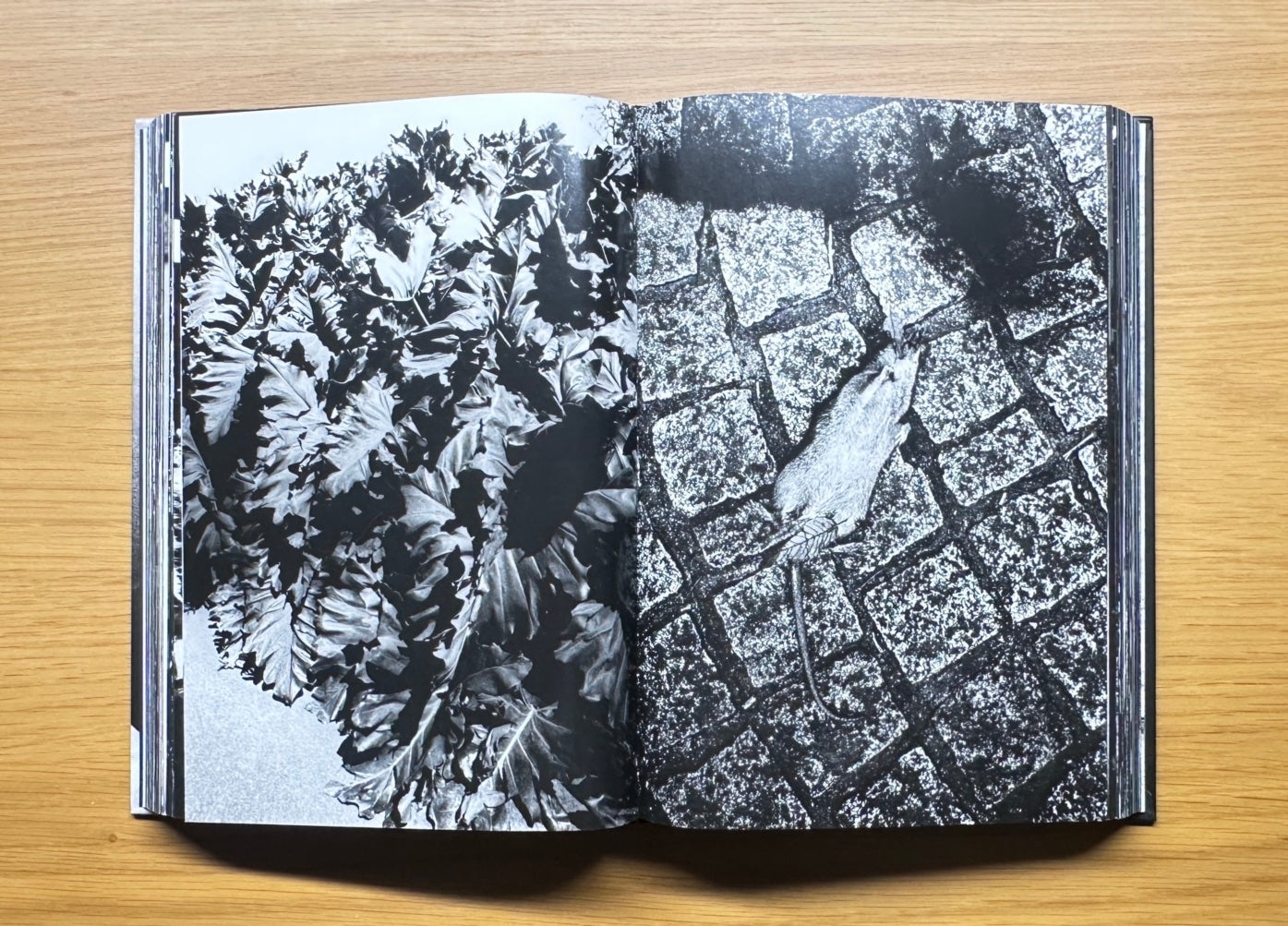 Daido Moriyama – DaRWIN