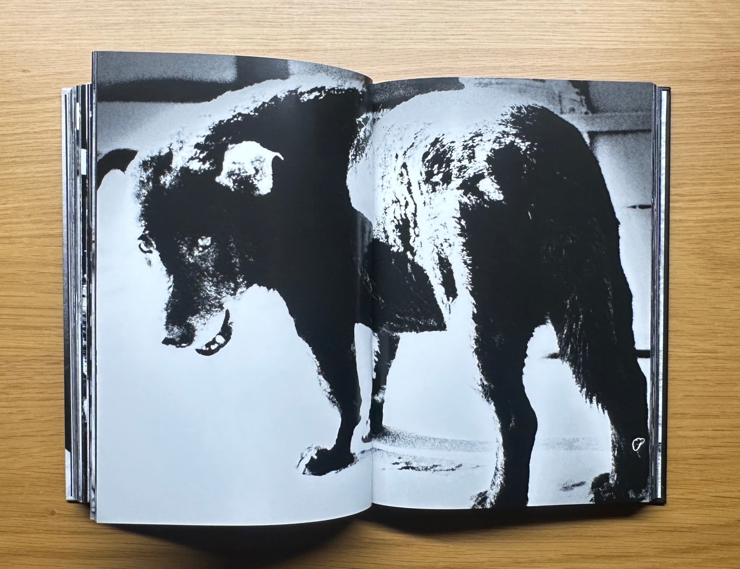 The World through My Eyes — Daido Moriyama (2010) – DaRWIN