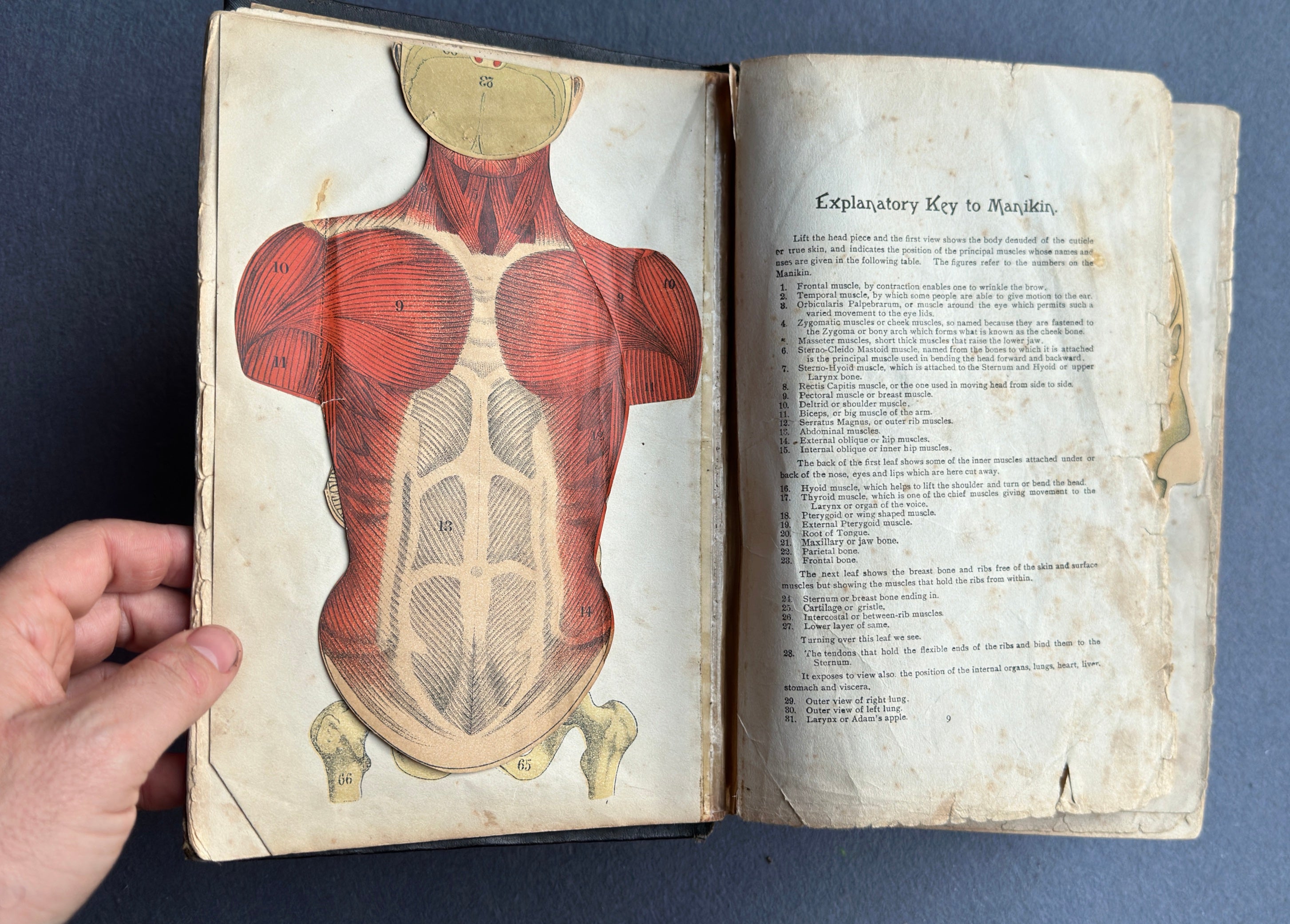 Vitalogy – E.H. Ruddock, M.D. – 1926