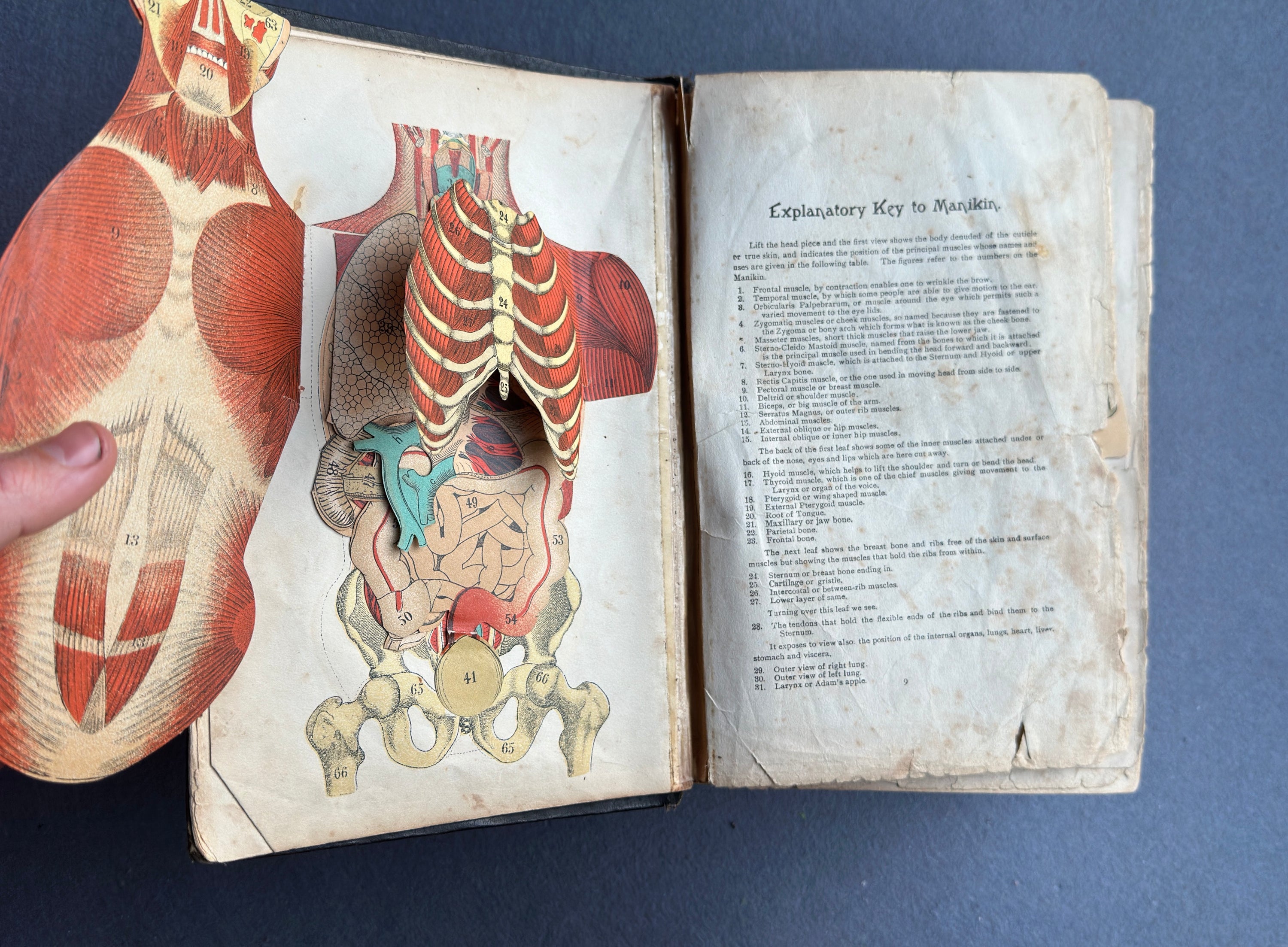 Vitalogy – E.H. Ruddock, M.D. – 1926