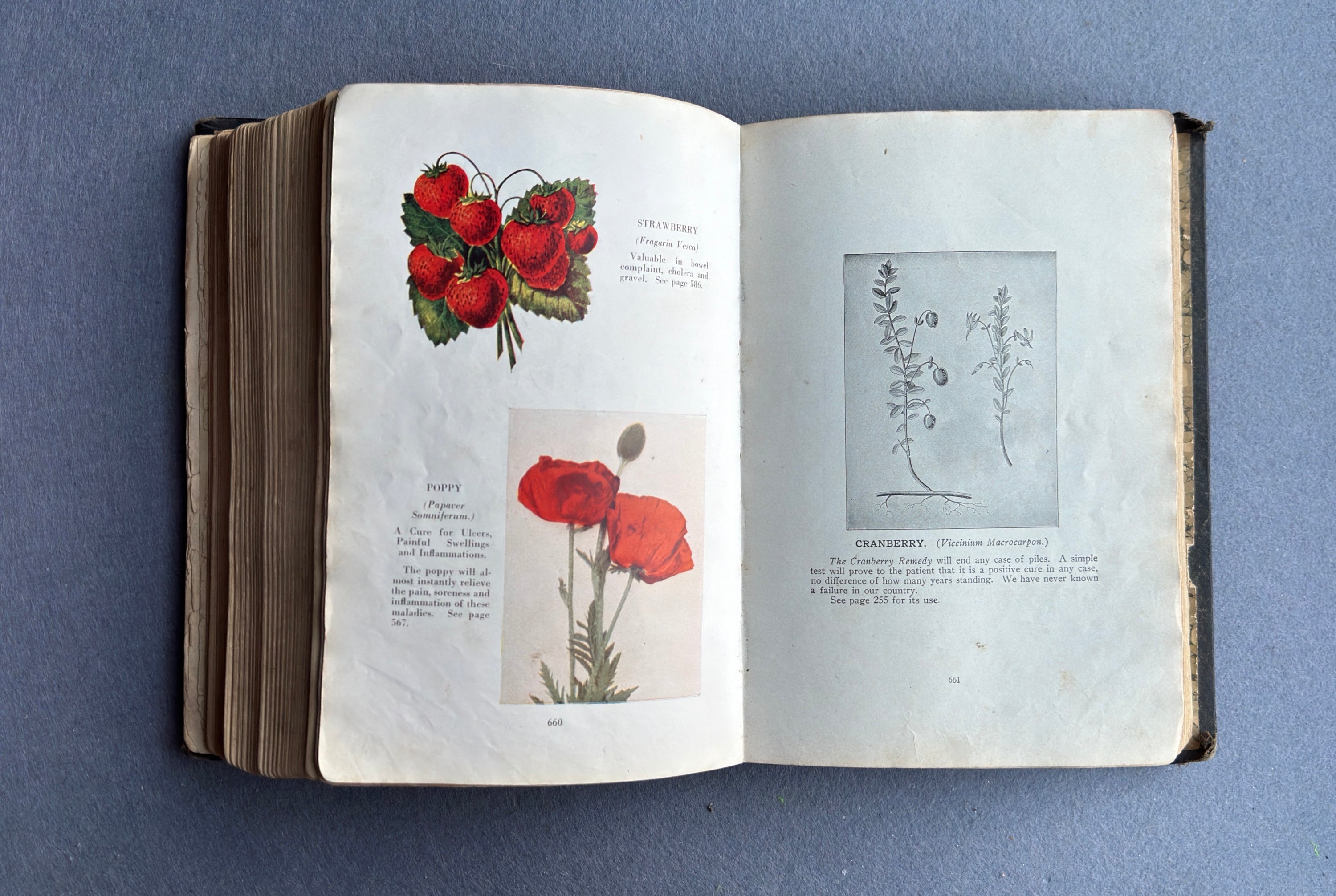 Vitalogy – E.H. Ruddock, M.D. – 1926