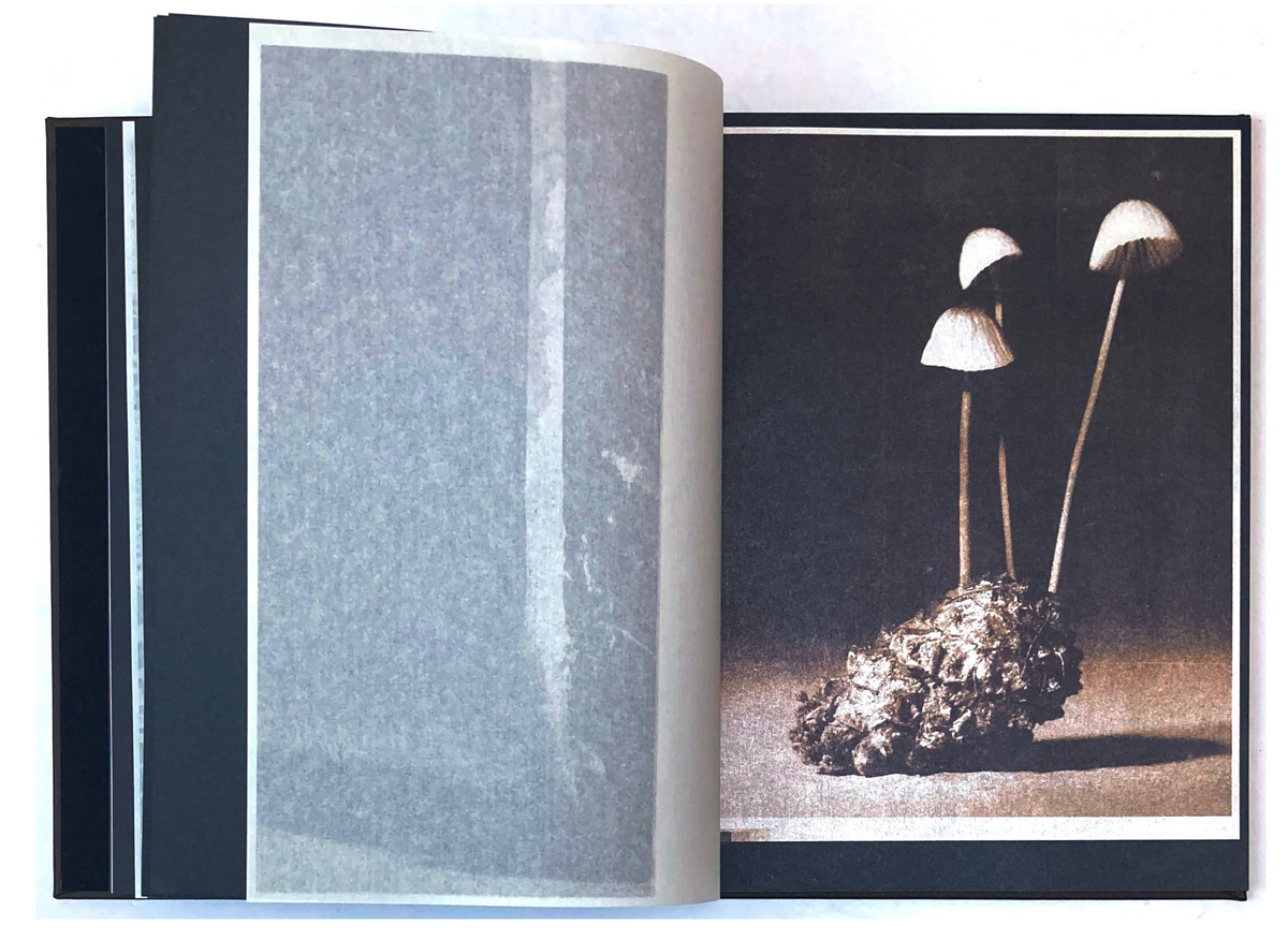 As the twig is bent, so grows the tree. — Norio Takasugi — IBASHO & the(M) éditions — 2025