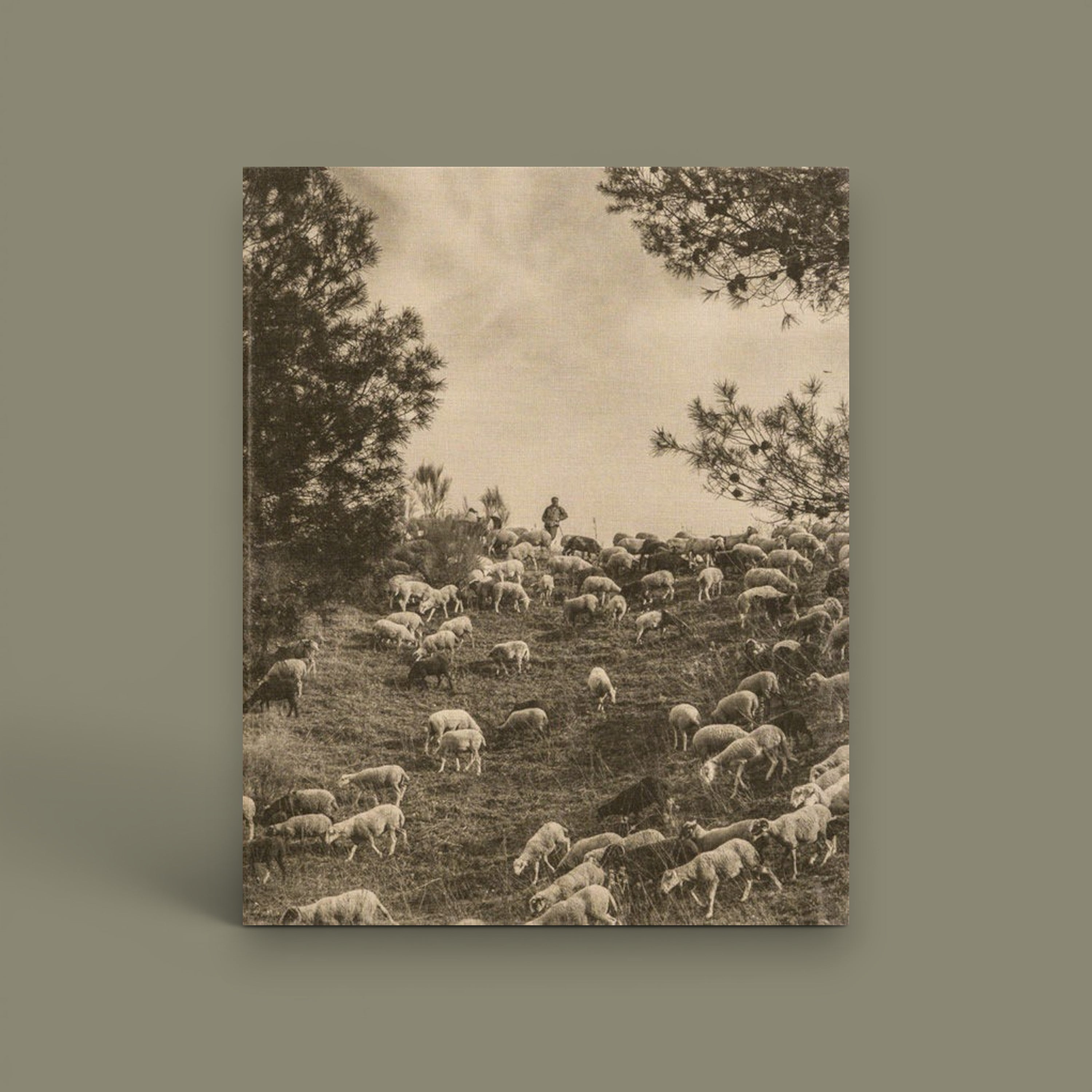 El silencio del cayado, Francisco Guardado, Ediciones Posibles-  2020