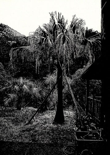 UWAJIMA — Daido Moriyama — Akio Nagasawa Publishing — 2022