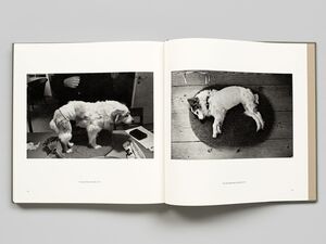 The Family of Dog — Michael Ruetz (First edition), Steidl 2005