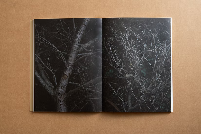 And Into The Forest I Go — Alex Llovet, First Edition (500 copies), Ediciones Posibles, 2024