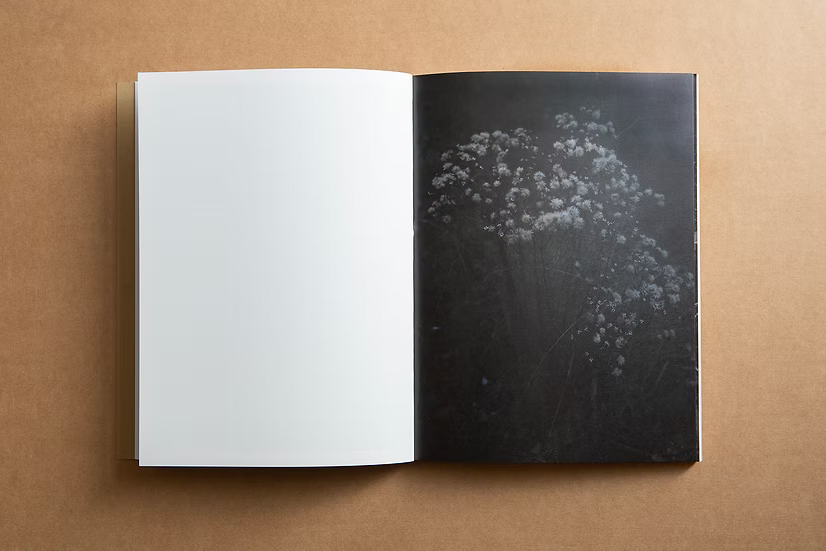 And Into The Forest I Go — Alex Llovet, First Edition (500 copies), Ediciones Posibles, 2024