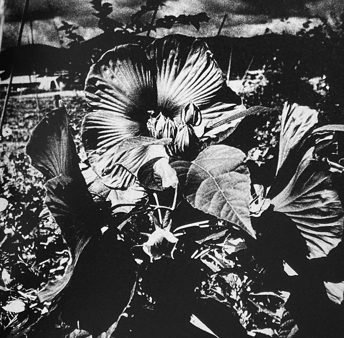 Tōno monogatari / Tales of Tono — Daido Moriyama — Kōbunsha Bunko — 2007