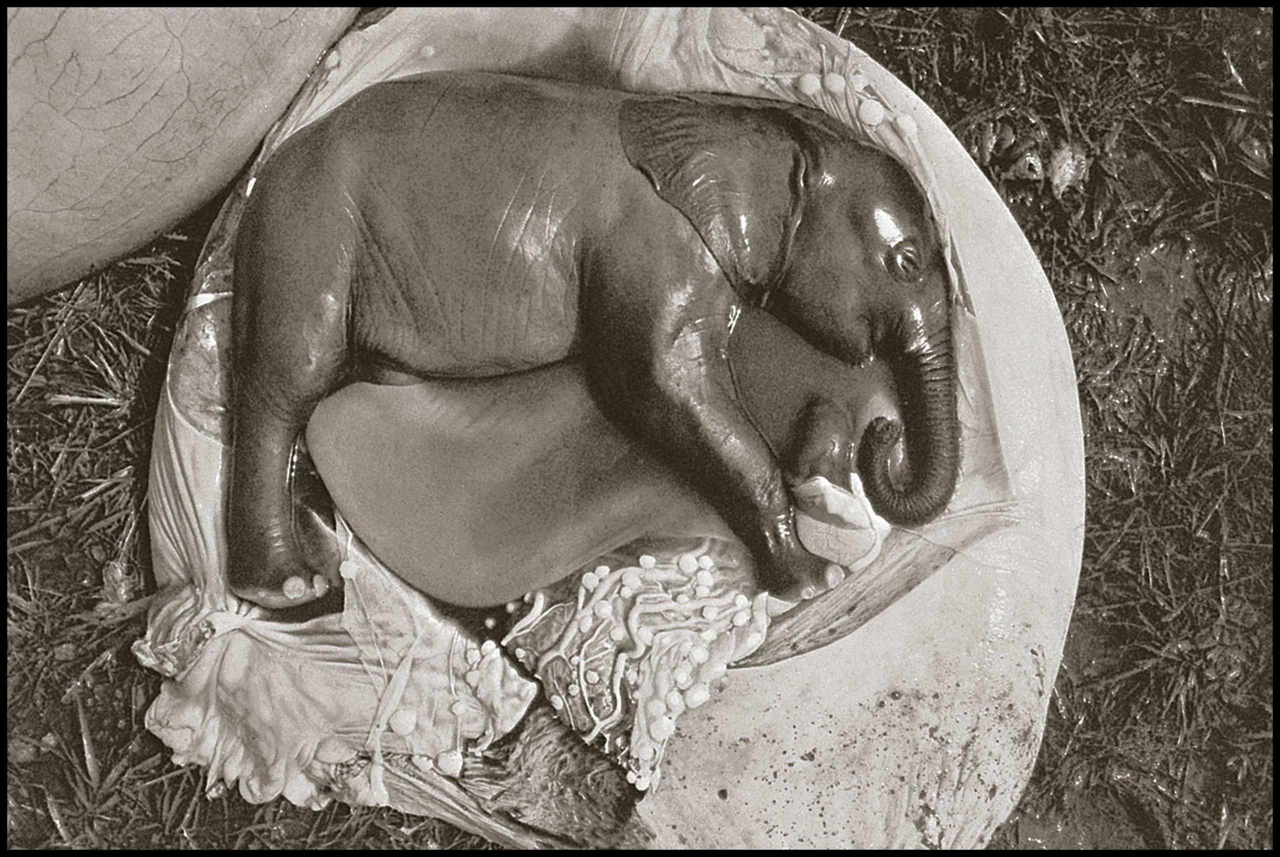 The End of the Game – Peter Beard –  2020