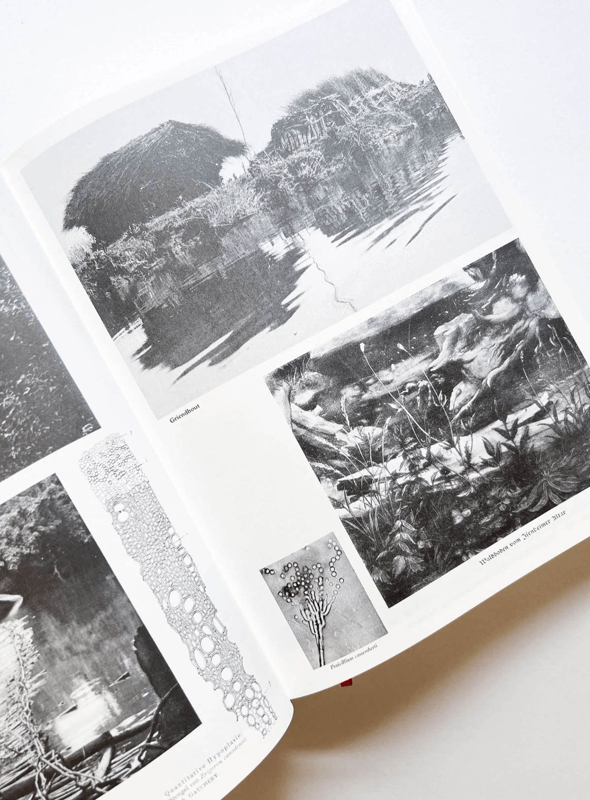 Enciclopedia Paralela n.º 2 (Edición Revisada) — Batia Suter